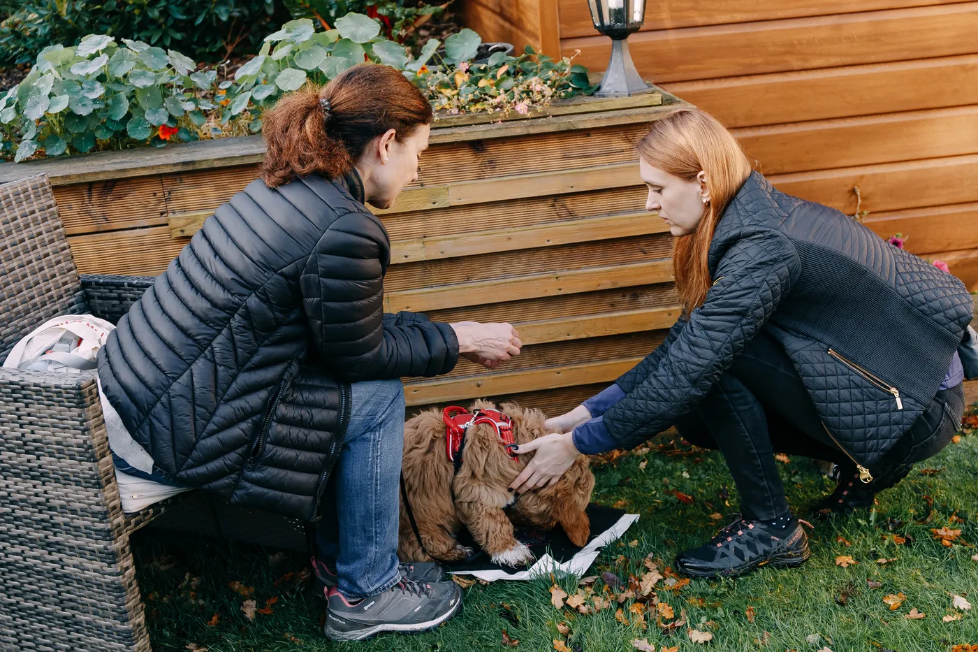 Katya kneeling beside an owner, helping settle a fluffy puppy in a red harness