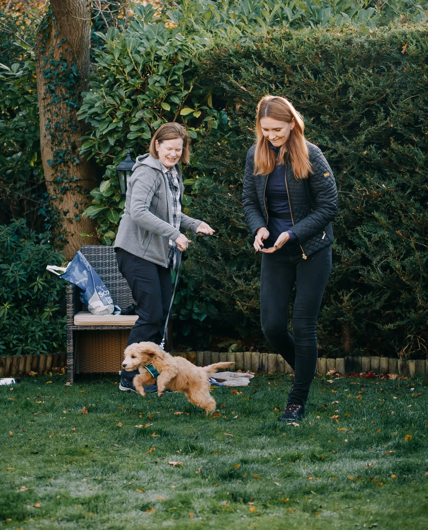 A golden puppy bounding across the lawn towards its owner during a class