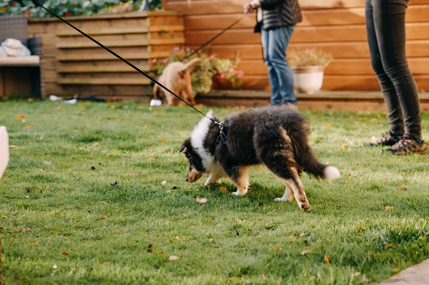 A collie puppy on a loose lead in the garden