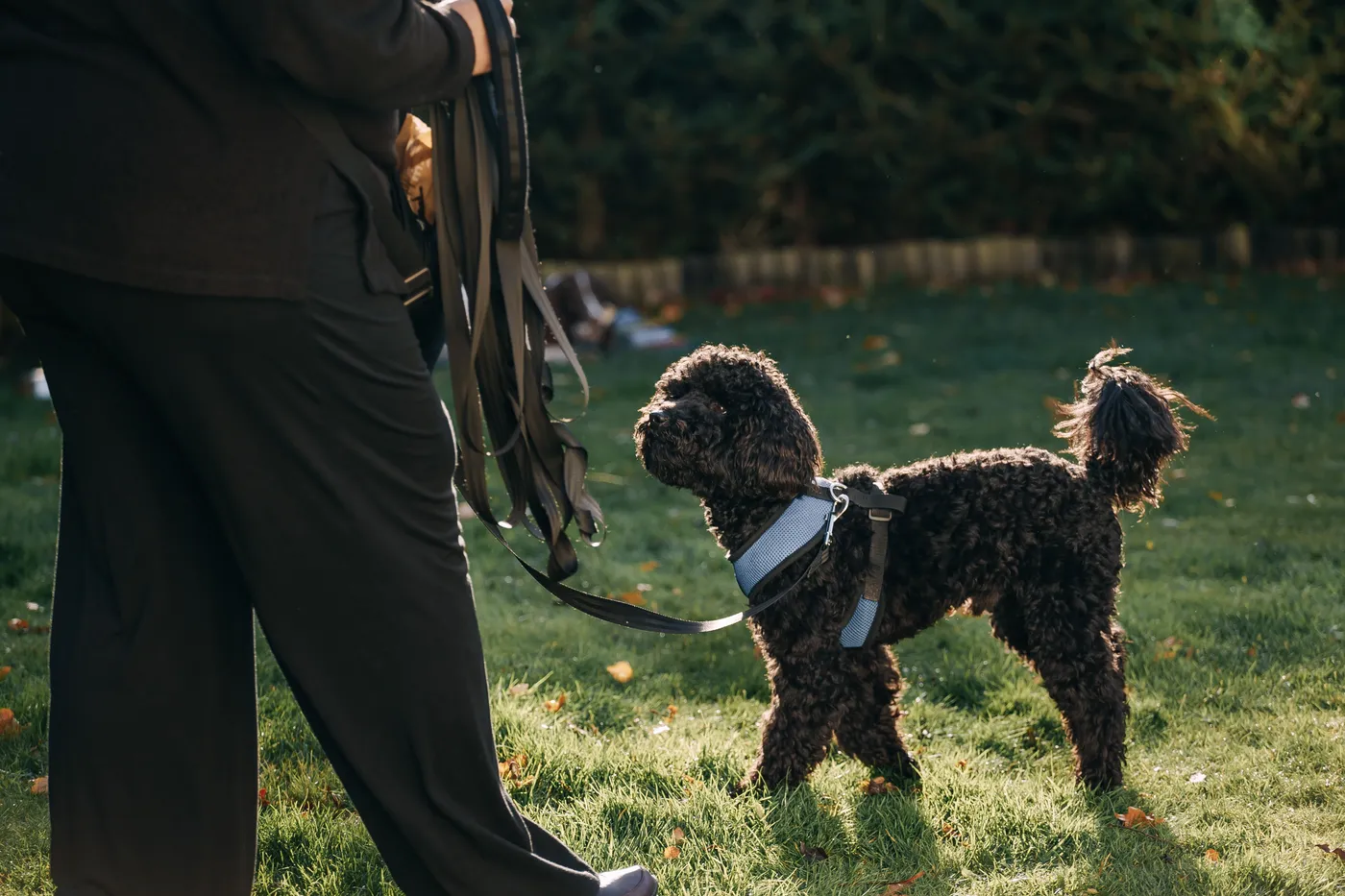 A black poodle cross standing in the sunshine at class