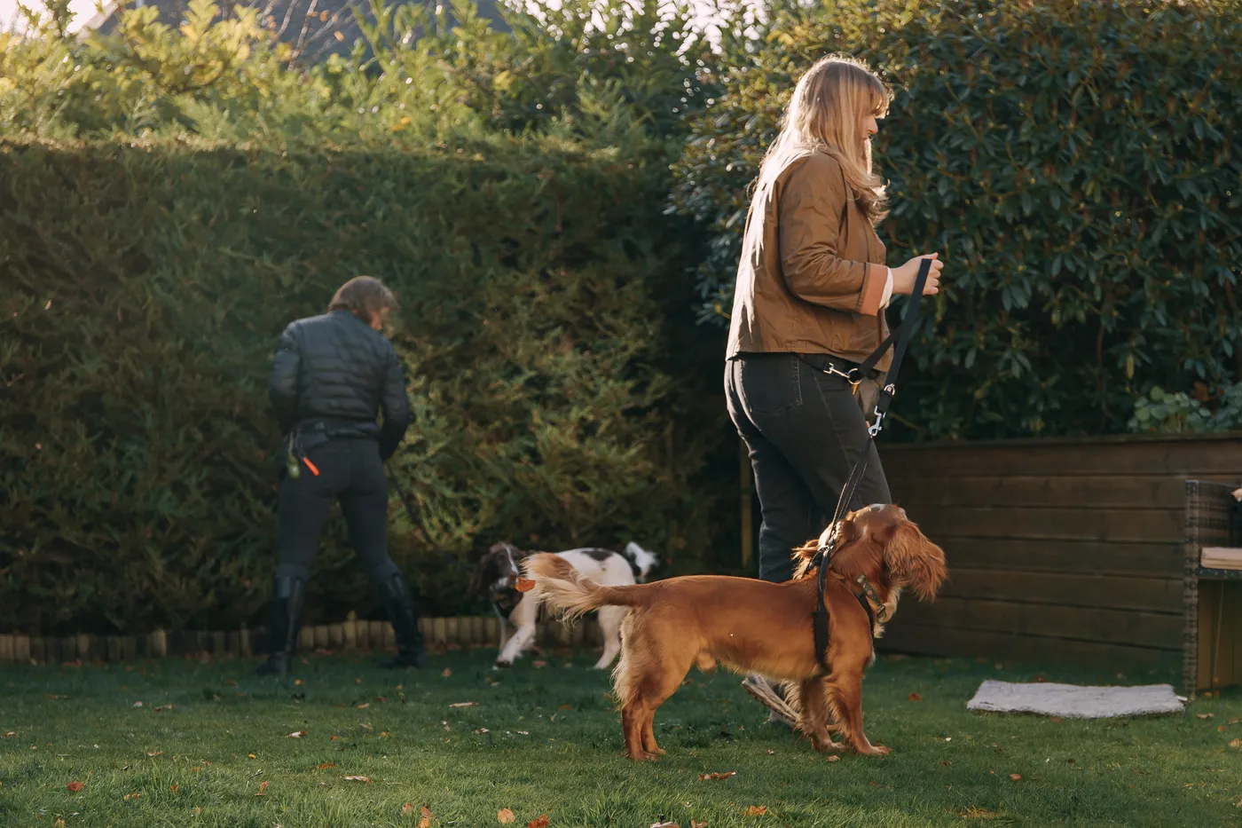 A spaniel waiting on the lawn during a class