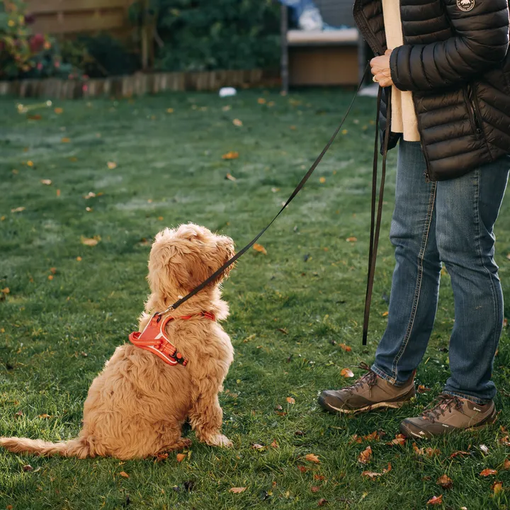 A cockapoo puppy looking up at its owner