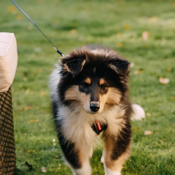 A collie puppy trotting over during a class