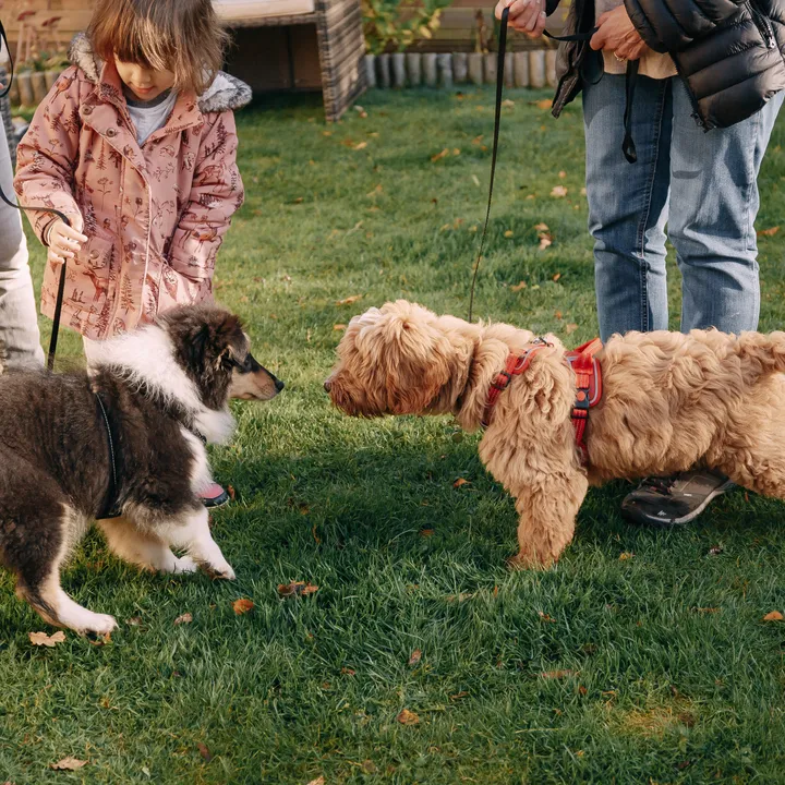 Two puppies meeting on the lawn while a child looks on